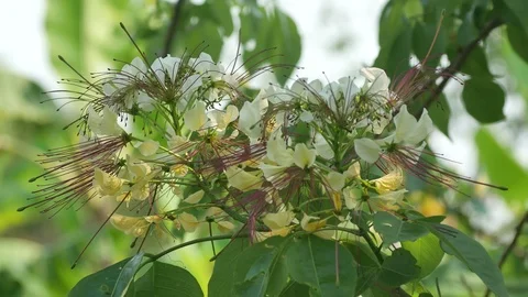 Sacred barnar flower on the tree Stock Footage 87040633