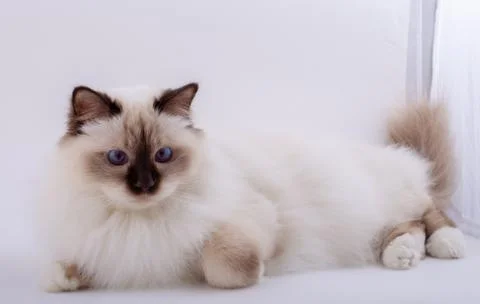 Sacred Birman Cat, birma Foto stock