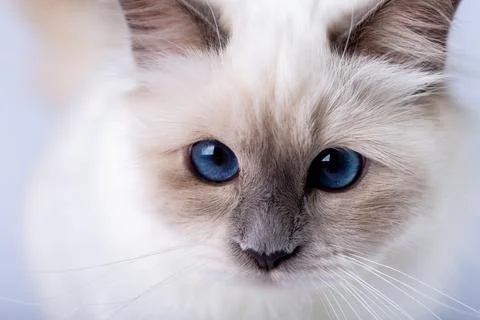 Sacred Birman cat, muzzle closeup Stock Photos