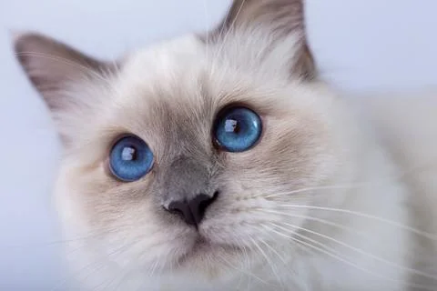 Sacred Birman cat, muzzle closeup Stock Photos