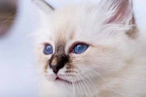 Sacred Birman kitten, muzzle closeup Stock Photos