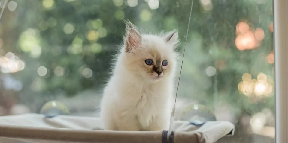 Sacred Birman kittens in the interior, home furnishings, shallow depth of fie Stock Photos