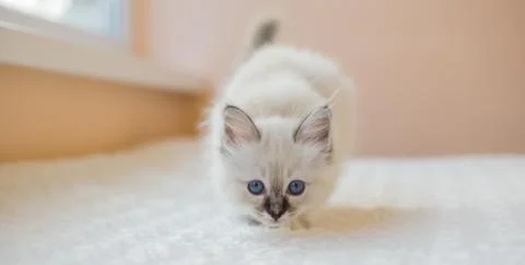 Sacred Birman kittens in the interior, home furnishings, shallow depth of fie Stock Photos