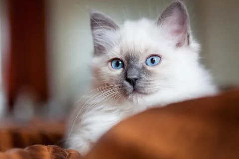 Sacred birman kitty Foto stock