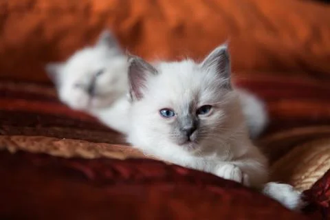 Sacred birman kitty Stock Photos