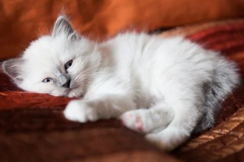 Sacred birman kitty Stock Photos