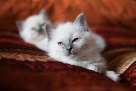 Sacred birman kitty Stock Photos
