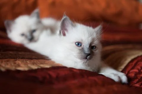 Sacred birman kitty Stock Photos