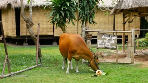 Sacred brown cow eats coconut on green grass Stock Footage 156295632