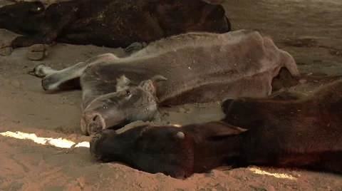 Sacred cow Vídeo Stock 44907677