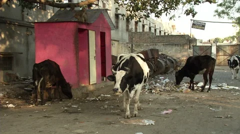 Sacred cows in India Vídeo Stock 44906233
