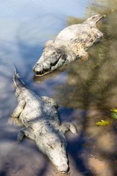 Sacred crocodile, Burkina Faso Stock Photos