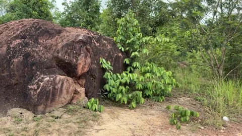 Sacred Elephant rock in Chi Phat Koh Kong Cambodia 動画素材 336432228