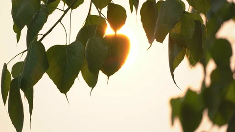 Sacred fig leaf or pho leaf motion by windy on sun on sunset sky background 库存影片 127865053