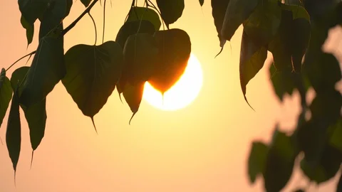 Sacred fig leaf or pho leaf motion by windy on sun on sunset sky background Stock-Footage 127865250