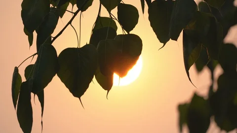 Sacred fig leaf or pho leaf motion by windy on sun on sunset sky background Stock Footage 127865267