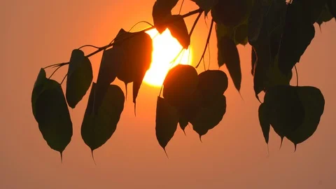 Sacred fig leaf or pho leaf motion by windy on sun on sunset sky background Video stock 127866672