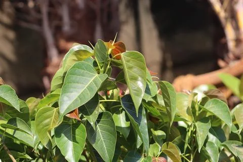 Sacred fig leaves closeup in the park Stock Photos