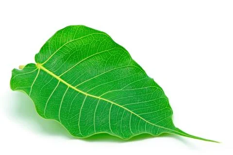 Sacred fig Stock Photos