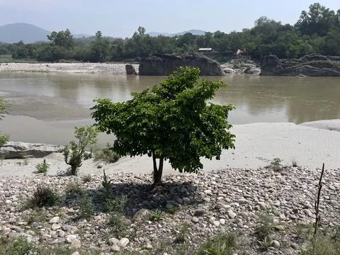 Sacred fig tree beside the riverbed of Beas near nadaun city hamirpur himac.. Stock Photos