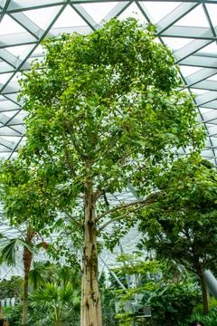 The Sacred Fig Tree Foto stock