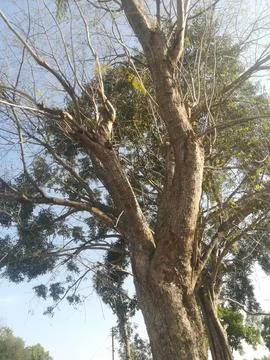 The sacred fig tree view Stock Photos