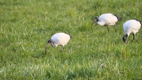 Sacred Ibis colony Stock Footage 129119081