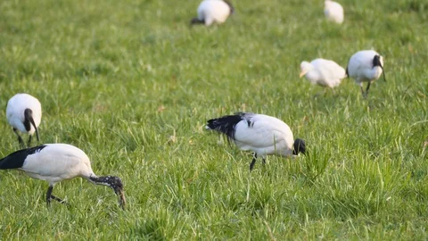 Sacred ibis colony Stock Footage 129119189