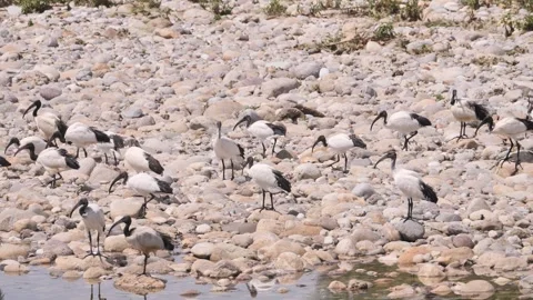 Sacred Ibis colony Stock Footage 252061470