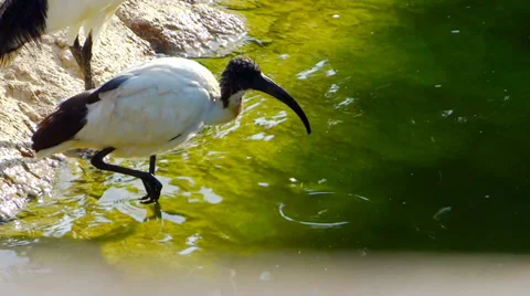 Sacred ibis 库存影片 33494635