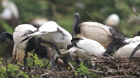 Sacred Ibis 库存影片 59314677