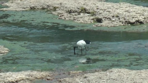Sacred ibis Video stock 154893703