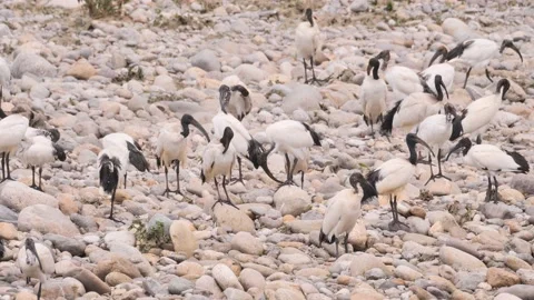 Sacred Ibis Stock Footage 198816376