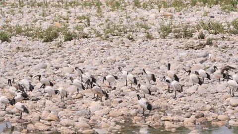 Sacred Ibis Video stock 198820807