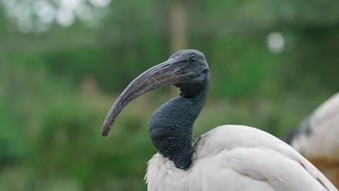 Sacred Ibis Stock Footage 315175831