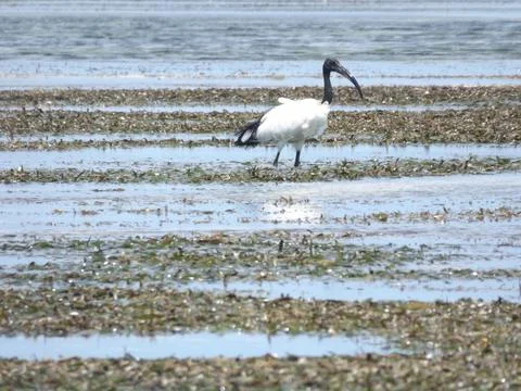 Sacred ibis Stock Photos