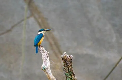 Sacred kingfisher Stock Photos