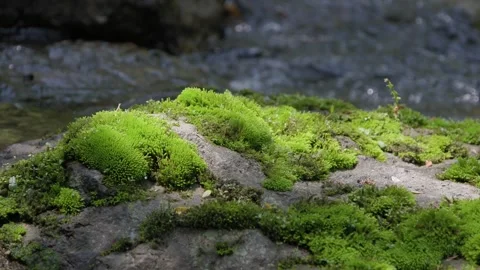 Sacred light reef stone moss flowing water Stock Footage 241141398
