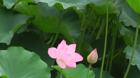 Sacred Lotus Video stock 327476613