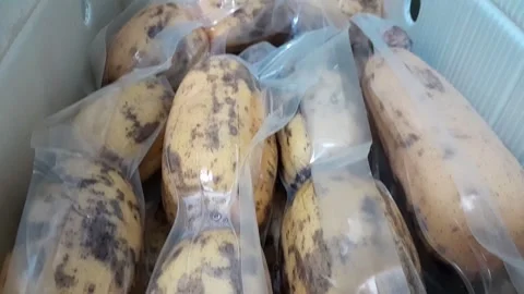 Sacred Lotus Root vegetable in plastic packaging Stock Footage 314916913