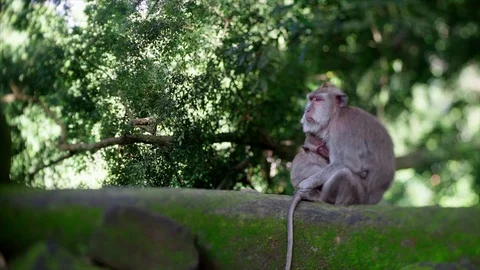 Sacred monkey forest Stock Footage 87250382