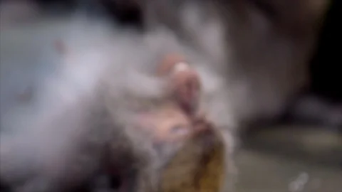 Sacred monkey forest Stock Footage 87250467