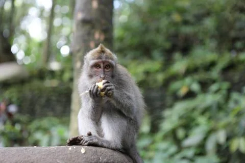 Sacred Monkey Forest Stock Photos