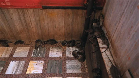 Sacred rats resting on marble tiled floor at Karni Mata Temple India Stock Footage 346503099