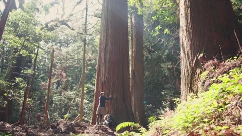 Sacred tree on mountain trail, old large cedar in japan Stock Footage 328642435