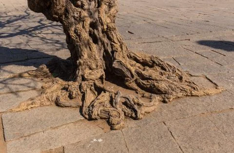 The sacred tree Stock Photos