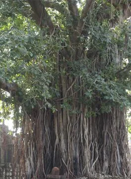 A sacred tree in religion Foto stock