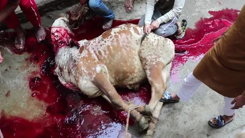 Sacrifice of a cow on eid ul adha Stock Footage 137164946