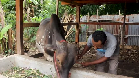 Sacrificial animals Stock Footage 276396244