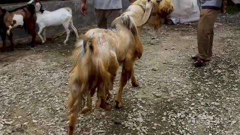 Sacrificial animals Stock Footage 276396476